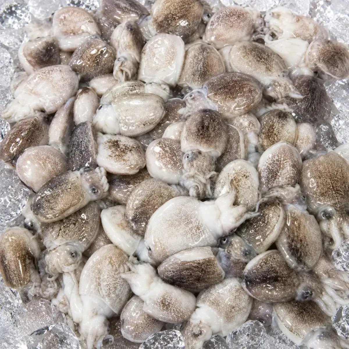 Baby Cuttlefish Whole