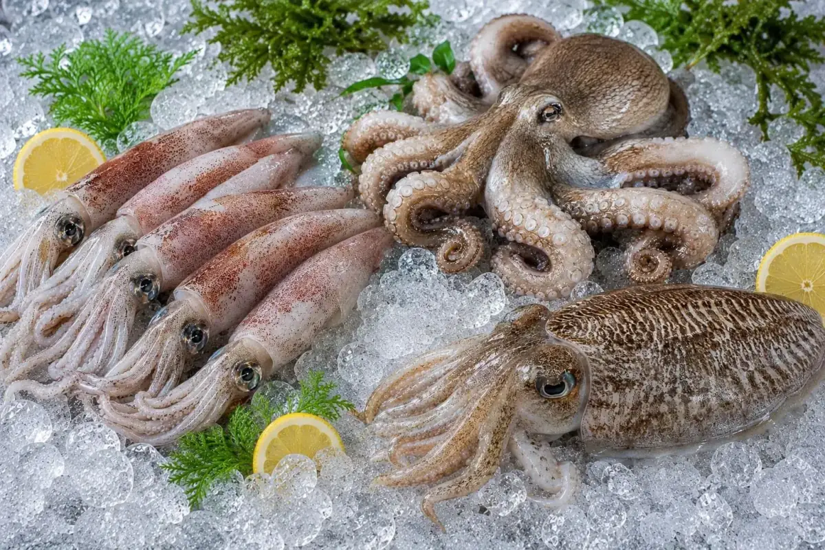 Cephalopods