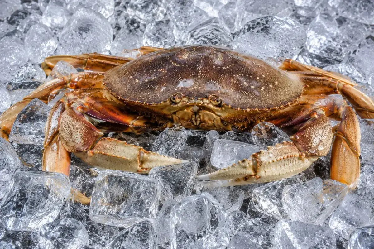 Crab