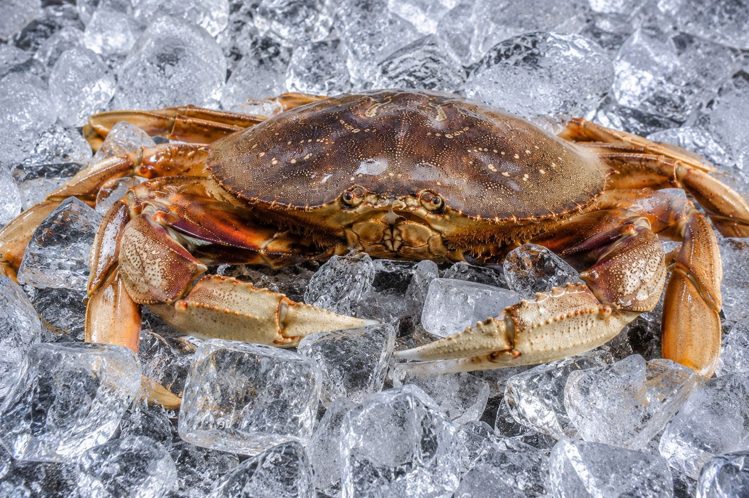 Crab
