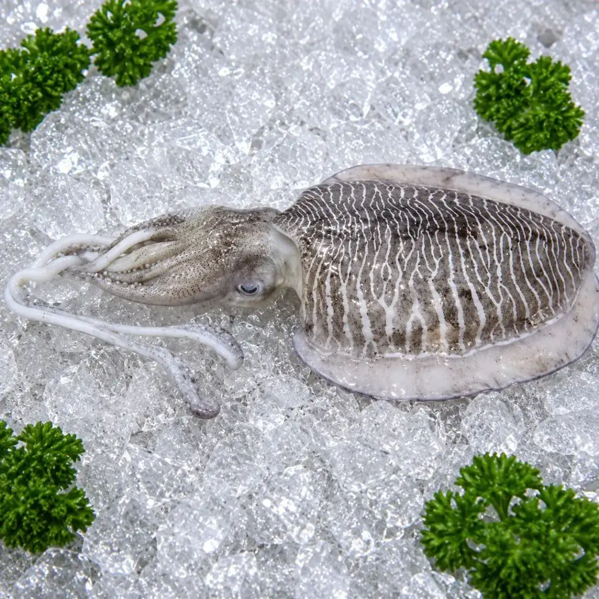 Cuttlefish Whole