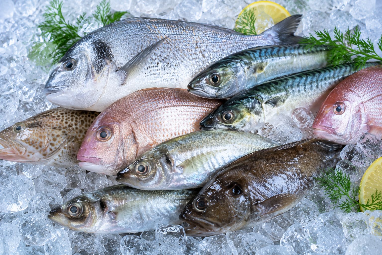 Fish