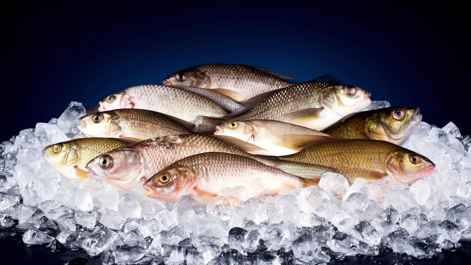 Premium frozen fish on crushed ice