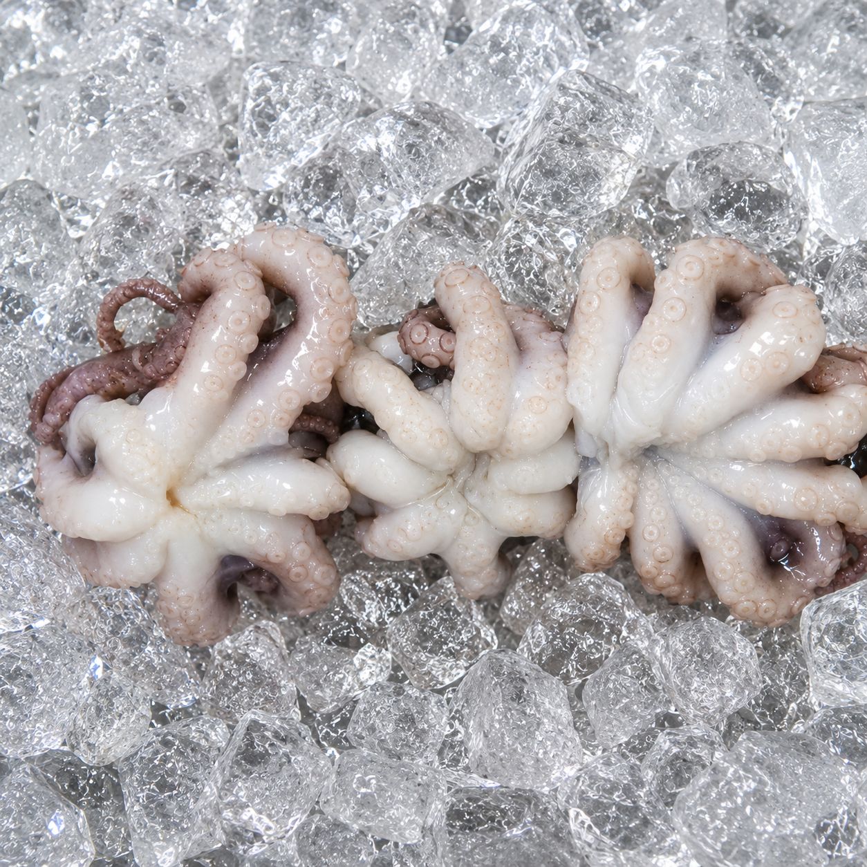 Octopus Whole Clean