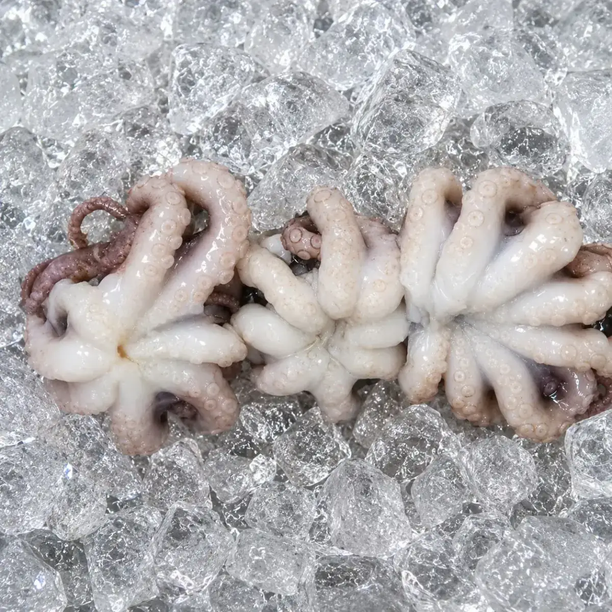 Octopus Whole Clean