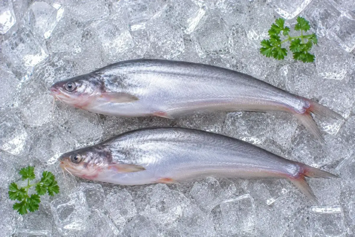 Pabda Fish
