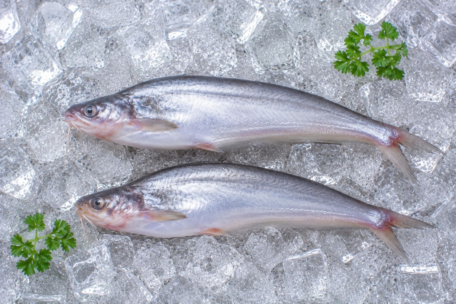 Pabda Fish