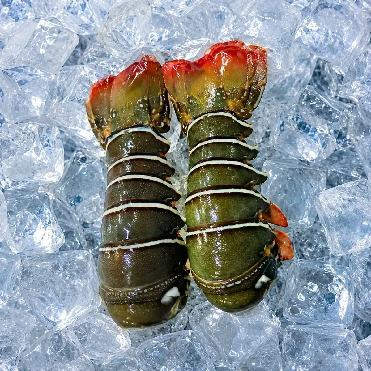 Rock Lobster Tail
