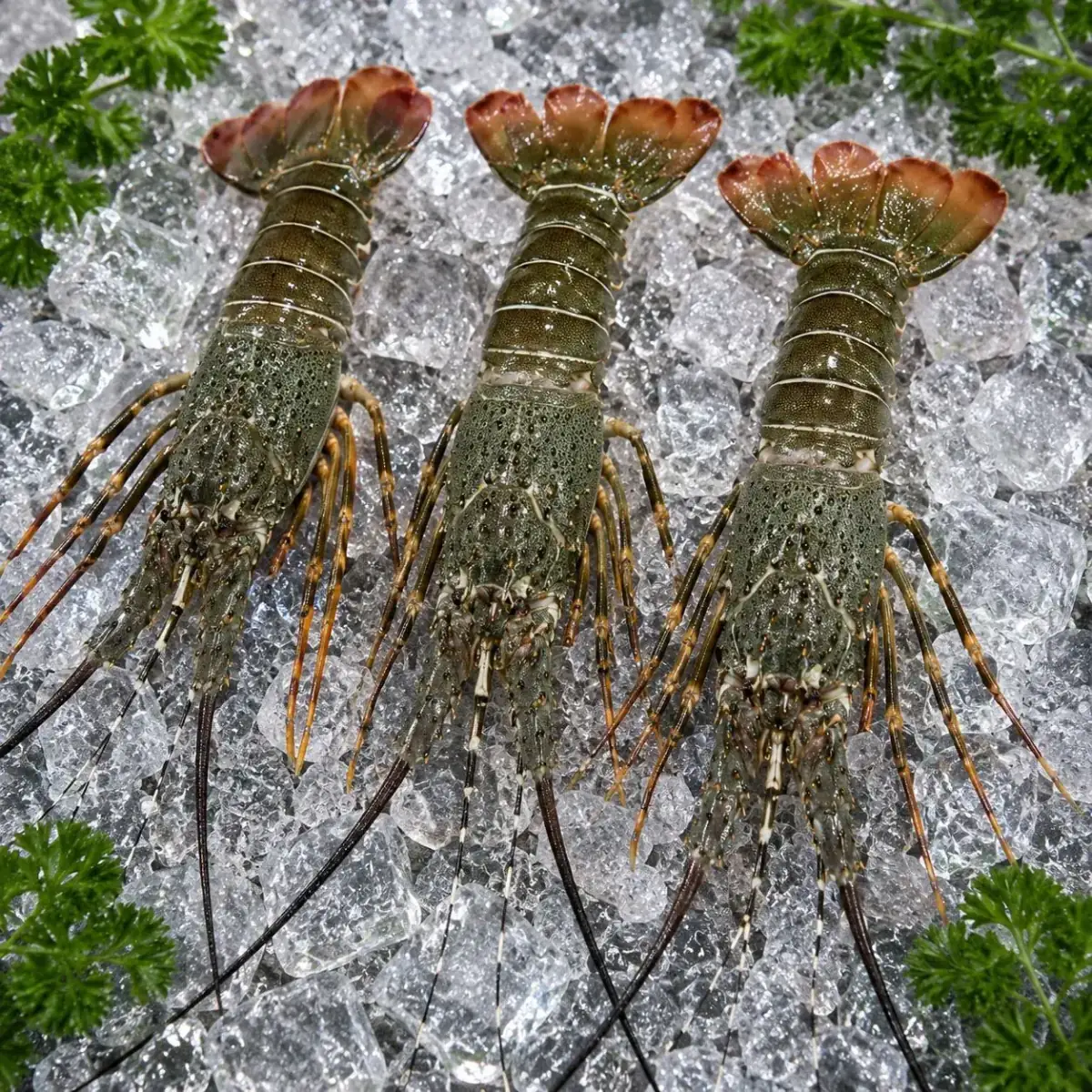 Rock Lobster Whole