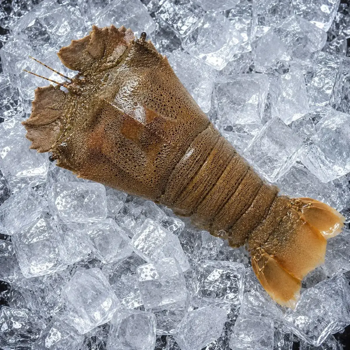 Sand Lobster