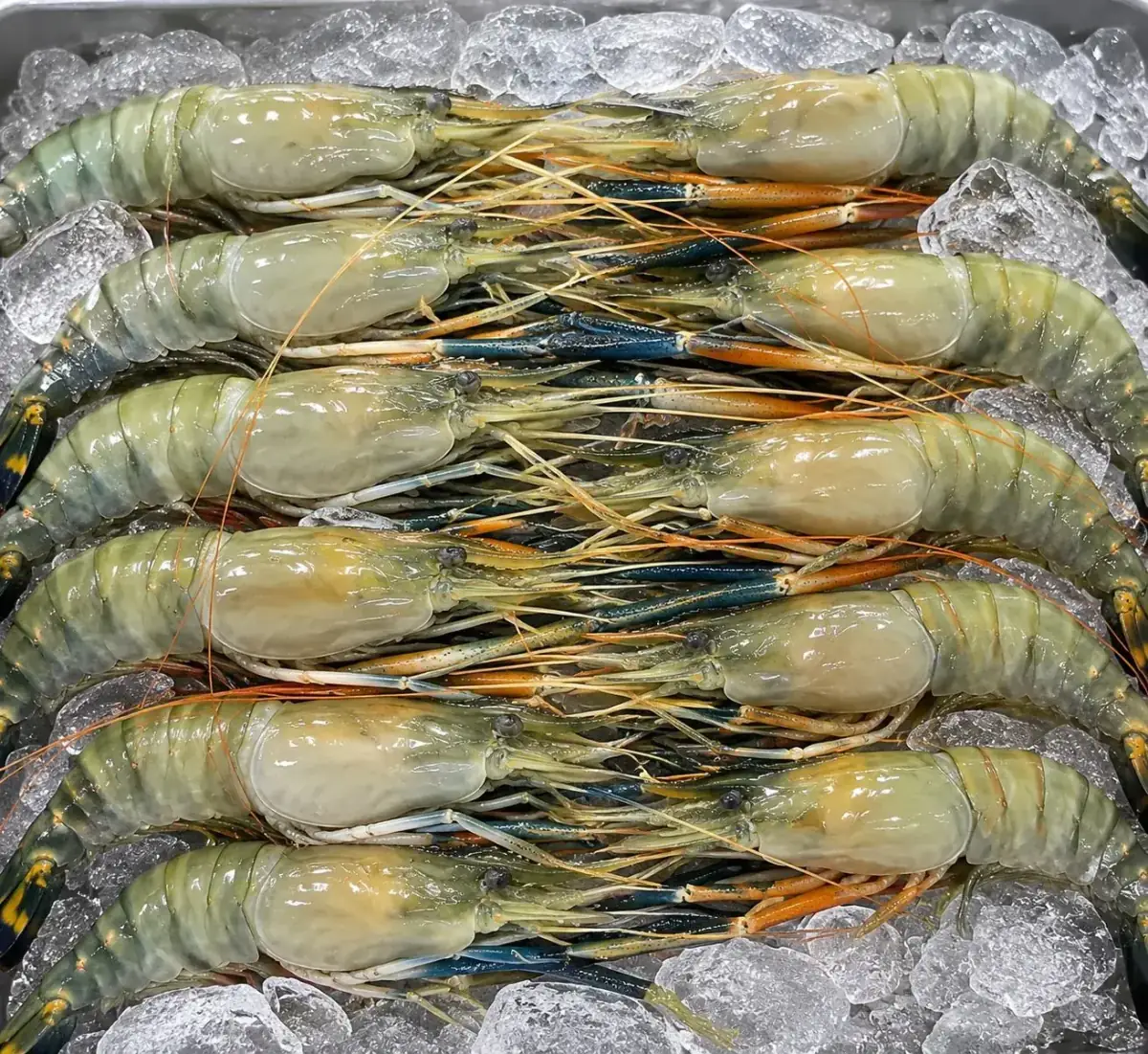 Freshwater Prawn – Scampi