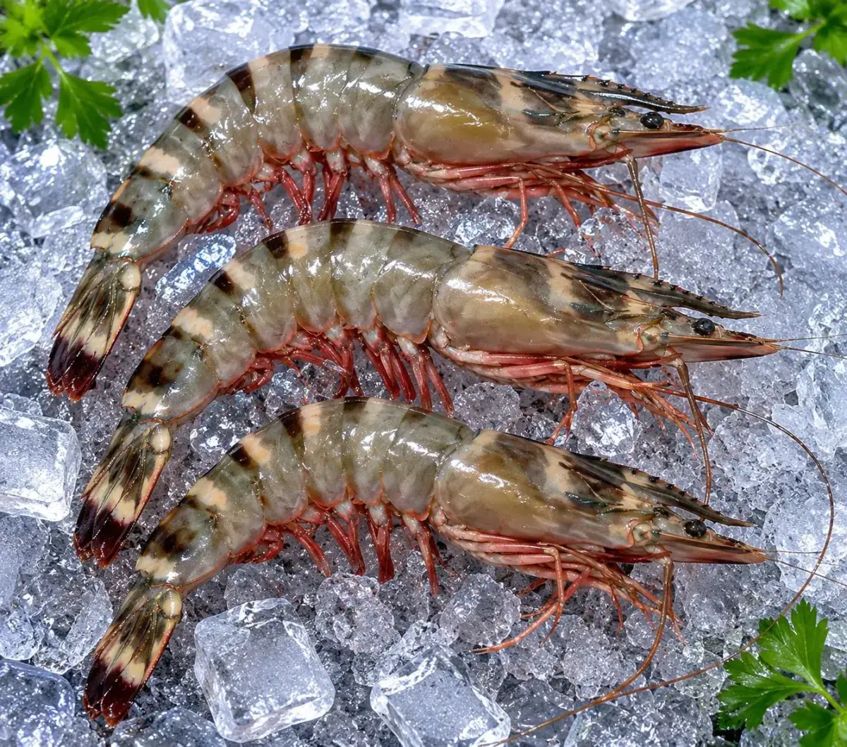 Sea Tiger Head On Shell On Shrimps