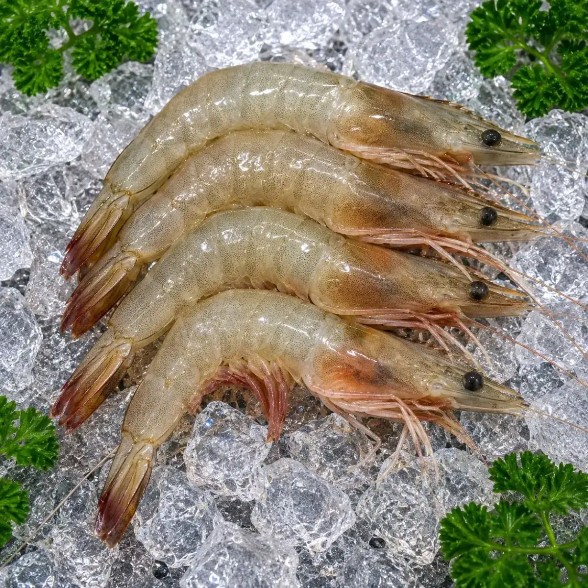 Sea White Head On Shell On Shrimps