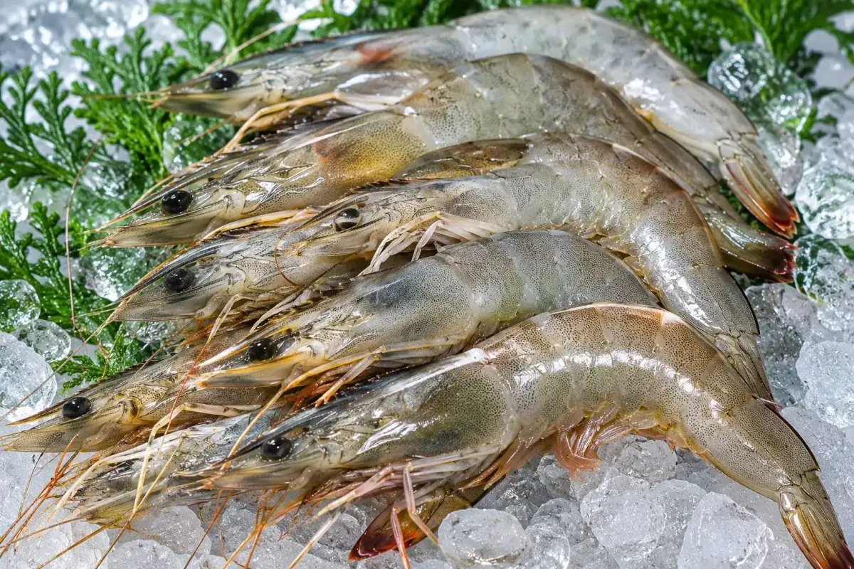 Shrimp & Prawns