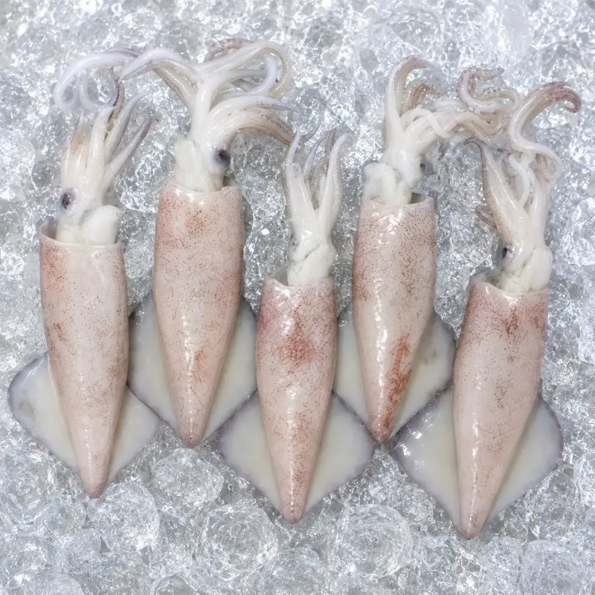 Squid Whole