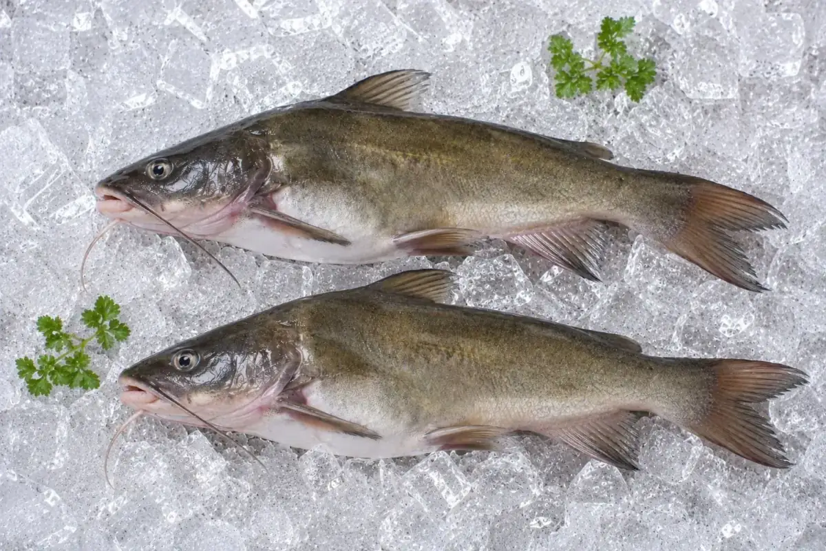 Tengra Fish
