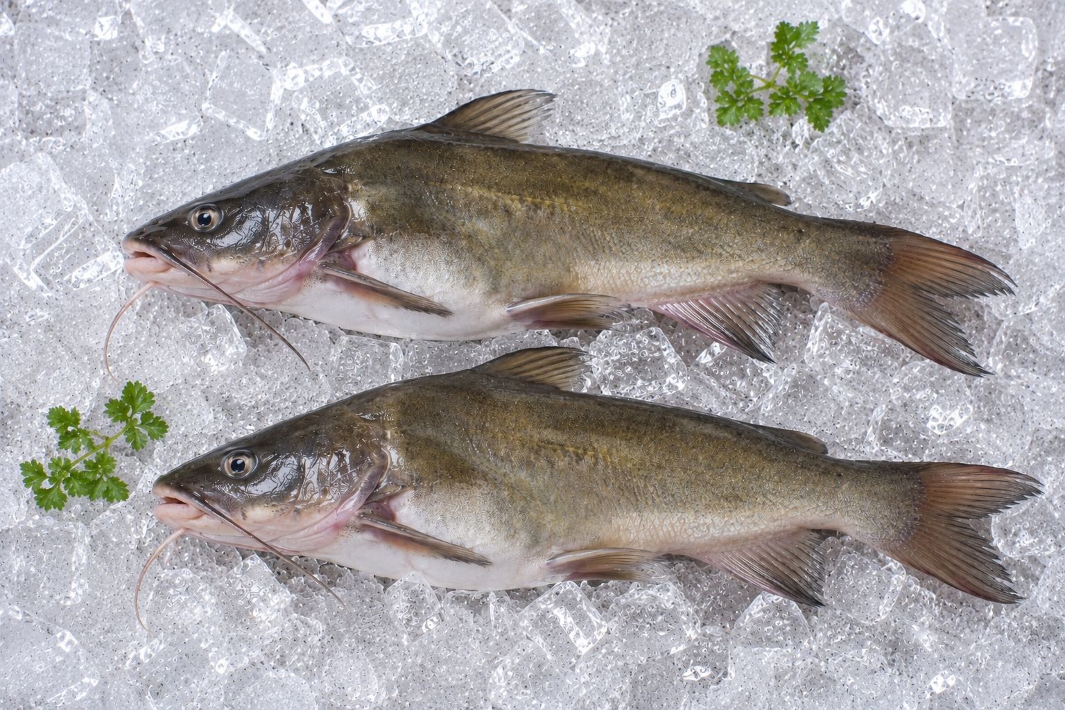 Tengra Fish