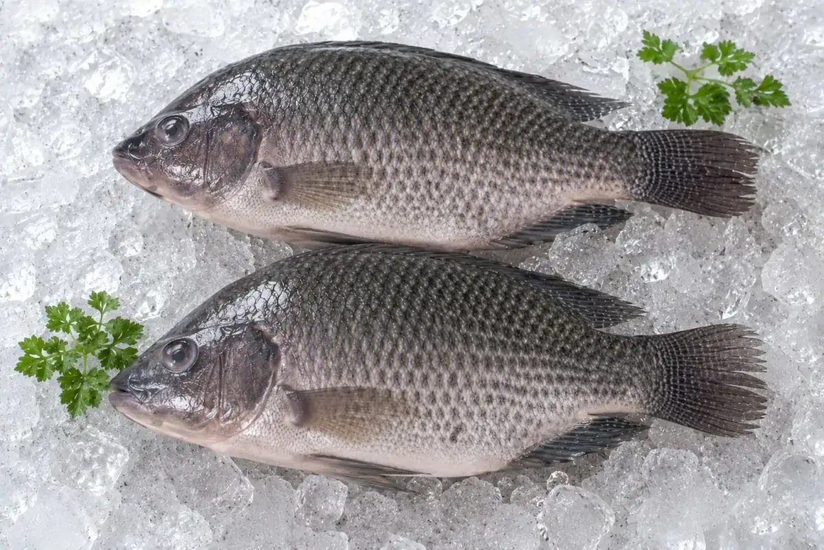 Tilapia Gutted