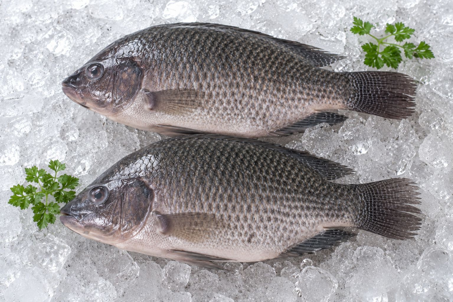 Tilapia Gutted