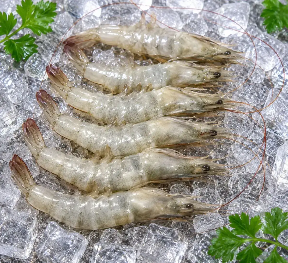 Vannamei Head On Shell On Shrimps